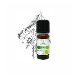 SANTE BIO HUILE ESS EUCALYPTUS 10ML